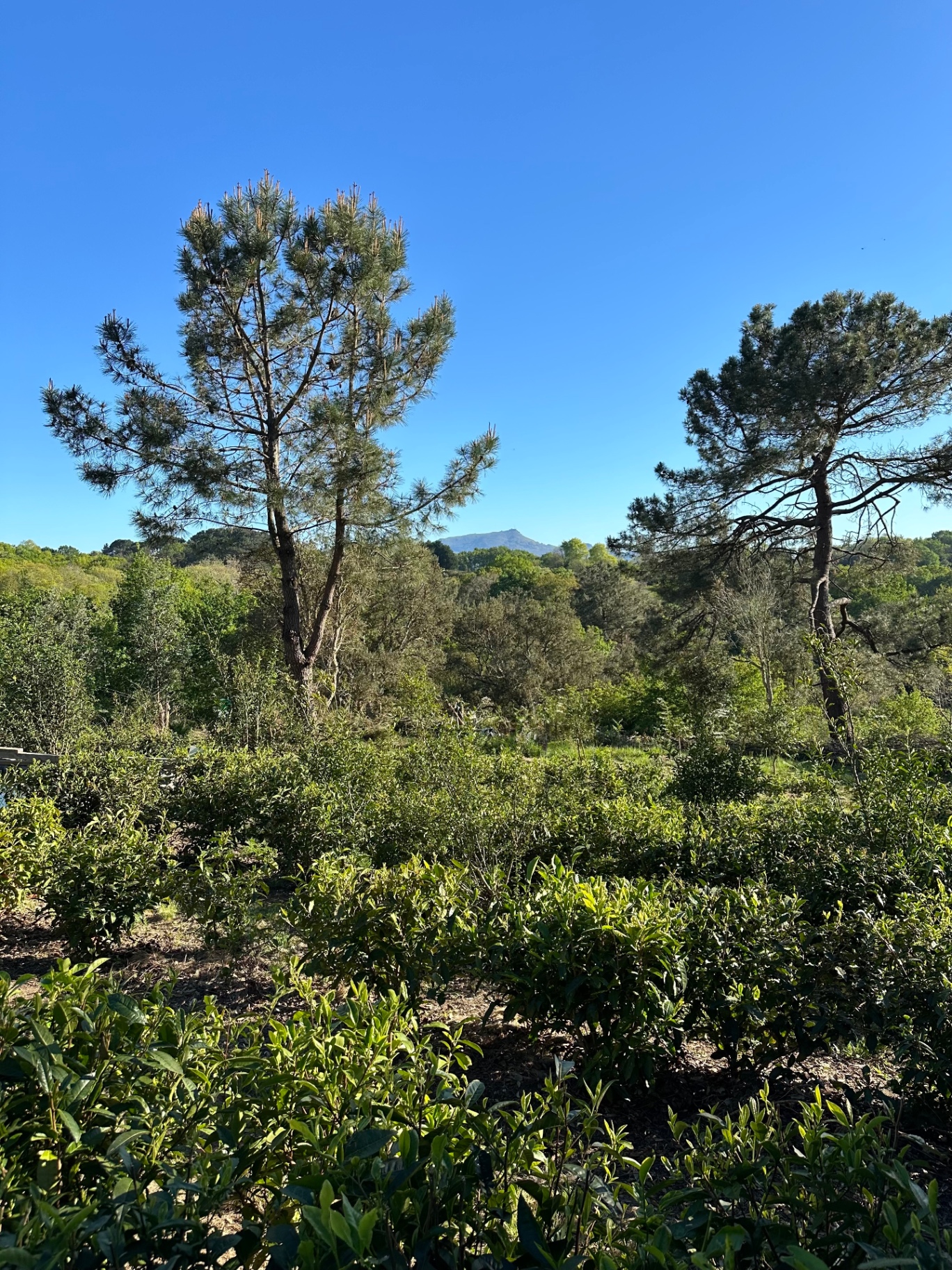 Plantation de thé Basoa dans les montagnes brumeuses du Pays Basque au lever du jour